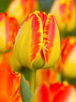 Tulipan Darwina BANJA LUKA Żółto Czerwony 10szt.