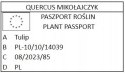 Tulipan Strzępiasty MIX KOLORÓW 5szt + GRATIS