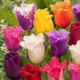 Tulipan Strzępiasty Postrzępiony MIX 10szt +GRATIS