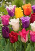 Tulipan Strzępiasty Postrzępiony MIX 10szt +GRATIS
