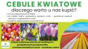 Tulipan Wielokwiatowy FLAMING CLUB 10szt DUŻY
