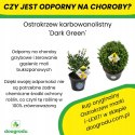 ZAMIENNIK BUKSZPANU Ostrokrzew Dark Green Bukszpan