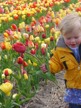 DUŻY MIX KOLORÓW 50 SZTUK TULIPAN CEBULKI DORODNE