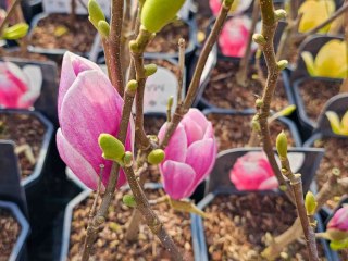 MAGNOLIA FRAGRANT CLOUD PIĘKNIE PACHNĄCA WOLNOROSNĄCA