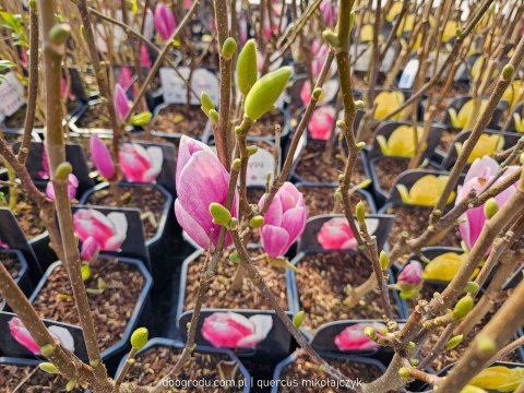 MAGNOLIA FRAGRANT CLOUD PIĘKNIE PACHNĄCA WOLNOROSNĄCA