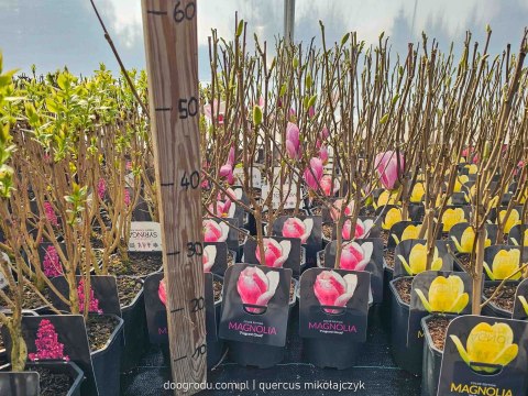 MAGNOLIA FRAGRANT CLOUD PIĘKNIE PACHNĄCA WOLNOROSNĄCA