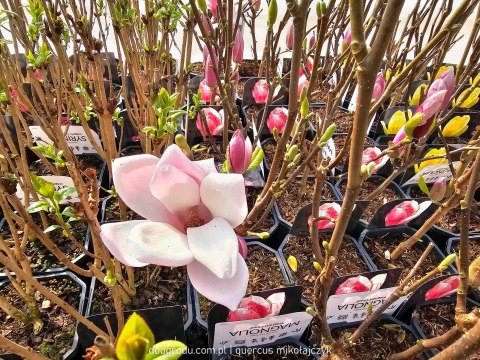 MAGNOLIA FRAGRANT CLOUD PIĘKNIE PACHNĄCA WOLNOROSNĄCA