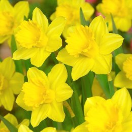 NARCYZ ŻONKIL ŻÓŁTY Tenby Daffodil 10SZT. +GRATIS