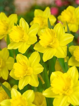 NARCYZ ŻONKIL ŻÓŁTY Tenby Daffodil 10SZT. +GRATIS