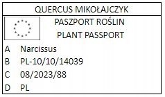 NARCYZ ŻONKIL ŻÓŁTY Tenby Daffodil 10SZT. +GRATIS