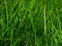 Nawóz Siarkopol trawnik antymech 10kg