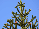 Araukaria Araucana Wieczne małpie drzewo 20-30CM