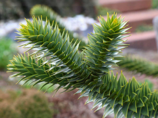 Araukaria Araucana Araucaria Wieczne małpie drzewo 20-30CM