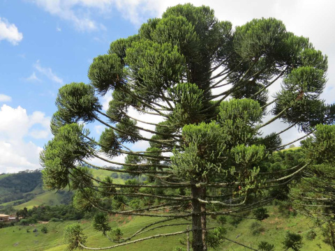 Araukaria Araucana Araucaria Wieczne małpie drzewo 20-30CM