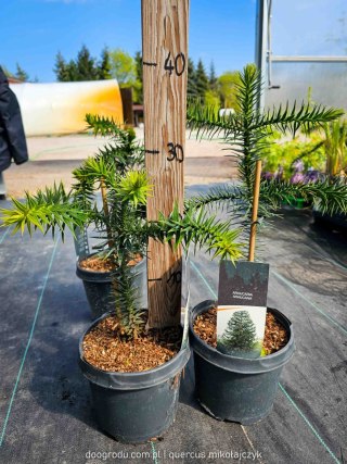 Araukaria chilijska Araucaria araucana C3