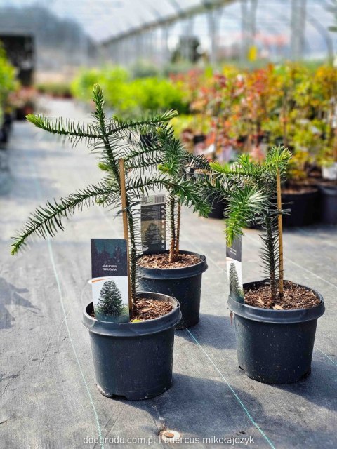 Araukaria chilijska Araucaria araucana C3