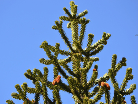 Araukaria chilijska Araucaria araucana C3