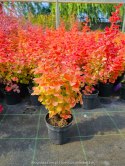 Berberys Orange Ice Berberis Orange Ice P9