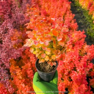 Berberys Orange Ice Berberis Orange Ice P9