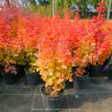 Berberys Orange Ice Berberis Orange Ice P9