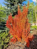 Berberys Orange Ice Berberis Orange Ice P9