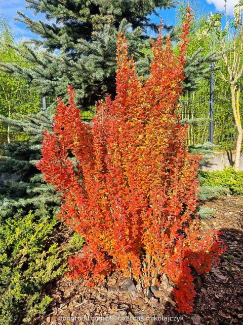 Berberys Orange Ice Berberis Orange Ice P9