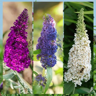 Buddleja tricolor Budleja trójkolorowa C2 40-60CM