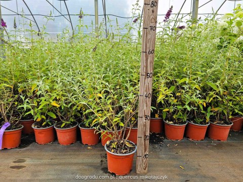 Buddleja tricolor Budleja trójkolorowa C2 40-60CM