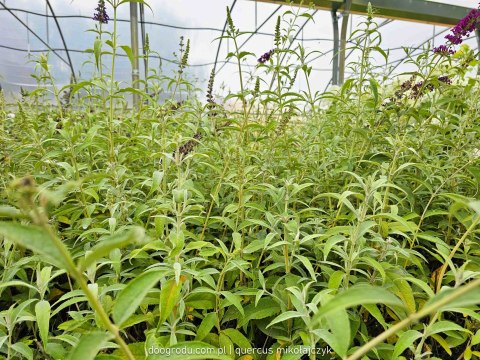 Buddleja tricolor Budleja trójkolorowa C2 40-60CM