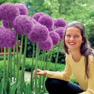 CZOSNEK GLOBEMASTER FIOLETOWY KWITNĄCY GIGANT ALLIUM 1 szt. CEBULA XXL 20+