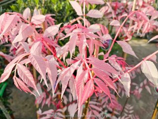 Cedrela chińska Toona sinensis 'Flamingo' C12 100-125 CM