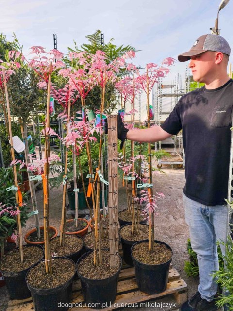 Cedrela chińska Toona sinensis 'Flamingo' C12 100-125 CM