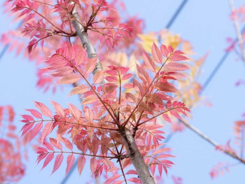 Cedrela chińska Toona sinensis 'Flamingo' C12 100-125 CM