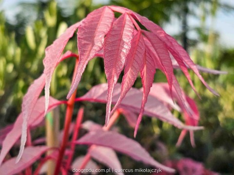 Cedrela chińska Toona sinensis 'Flamingo' C12 100-125 CM