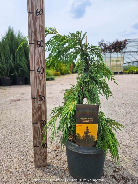 Cyprysik nutkajski 'Pendula' zwisający Chamaecyparis nootkatensis C3/P19 40-60CM