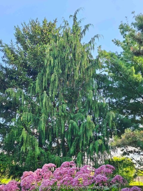 Cyprysik nutkajski 'Pendula' zwisający Chamaecyparis nootkatensis C3/P19 40-60CM