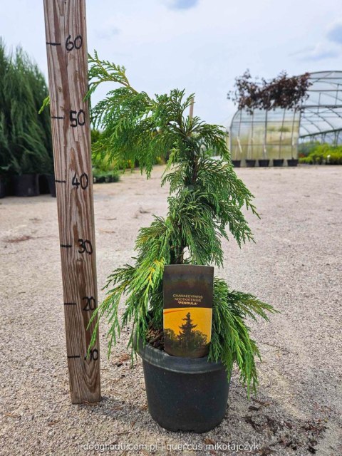 Cyprysik nutkajski 'Pendula' zwisający Chamaecyparis nootkatensis C3/P19 40-60CM