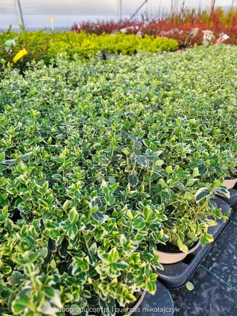 Euonymus fortunei Trzmielina 'Emerald Gaiety' C1-P13 20-30CM