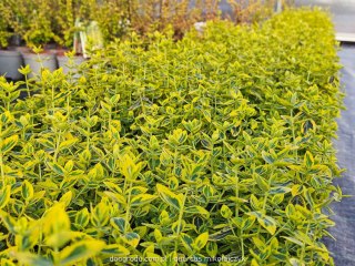 Euonymus fortunei Trzmielina 'Emerald Gold' C1 20-30CM