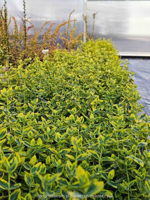 Euonymus fortunei Trzmielina 'Emerald Gold' C1 20-30CM