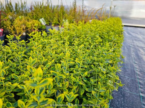 Euonymus fortunei Trzmielina 'Emerald Gold' C1 20-30CM