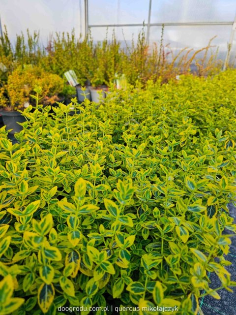 Euonymus fortunei Trzmielina 'Emerald Gold' C1 20-30CM