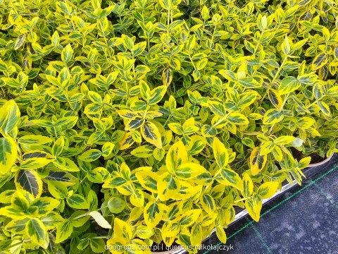 Euonymus fortunei Trzmielina 'Emerald Gold' C1 20-30CM