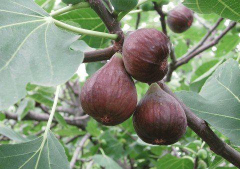 Ficus carica Figowiec pospolity karłowy 'Little Miss Figgy' C2 20-40CM