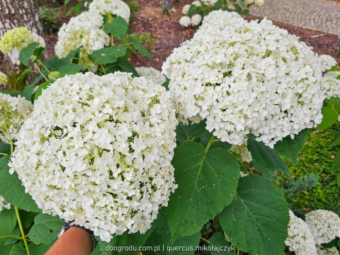 Hortensja bukietowa 'Strong Annabelle' C5 40CM duże białe kwiaty, mocne pędy