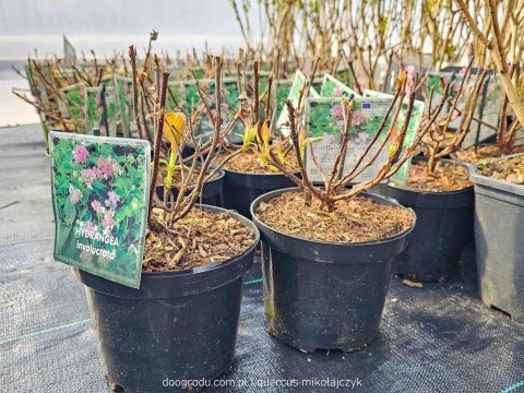 Hortensja otulona PIWONIOWA FIOLETOWO KWITNĄCA DUŻY PĄK