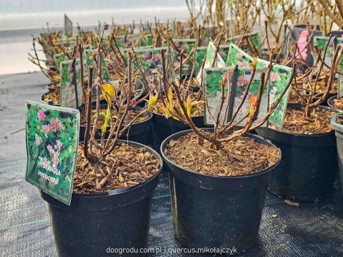 Hortensja otulona PIWONIOWA FIOLETOWO KWITNĄCA DUŻY PĄK