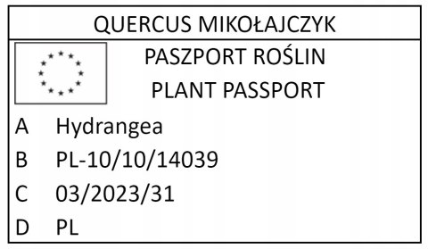 Hortensja otulona PIWONIOWA FIOLETOWO KWITNĄCA DUŻY PĄK