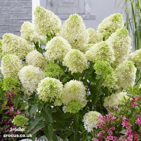 Hydrangea paniculata Hortensja bukietowa 'Skyfall' PBR P12 40-60CM