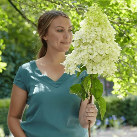 Hydrangea paniculata Hortensja bukietowa 'Skyfall' PBR P12 40-60CM